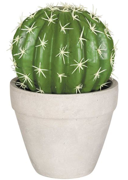 Round Cactus